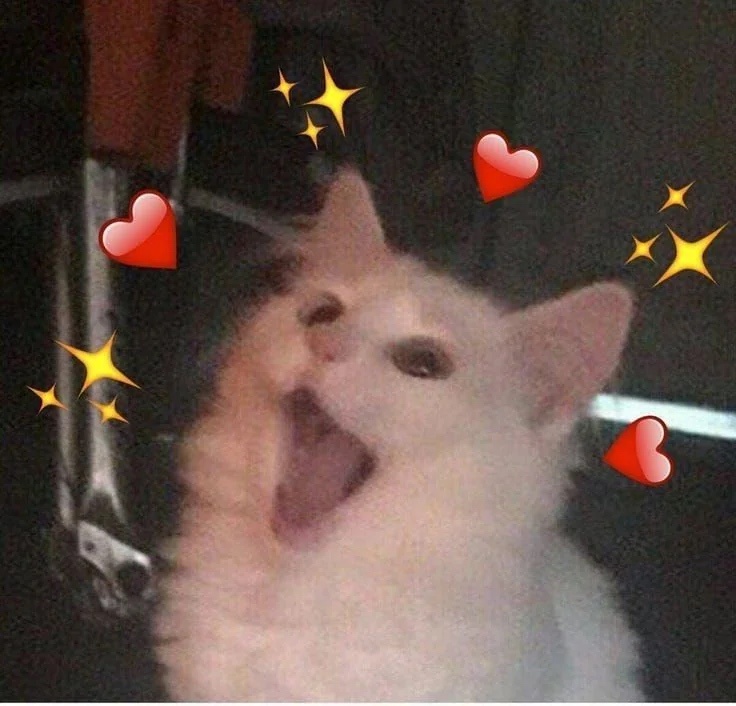 Happy Cats to Brighten Your Morning