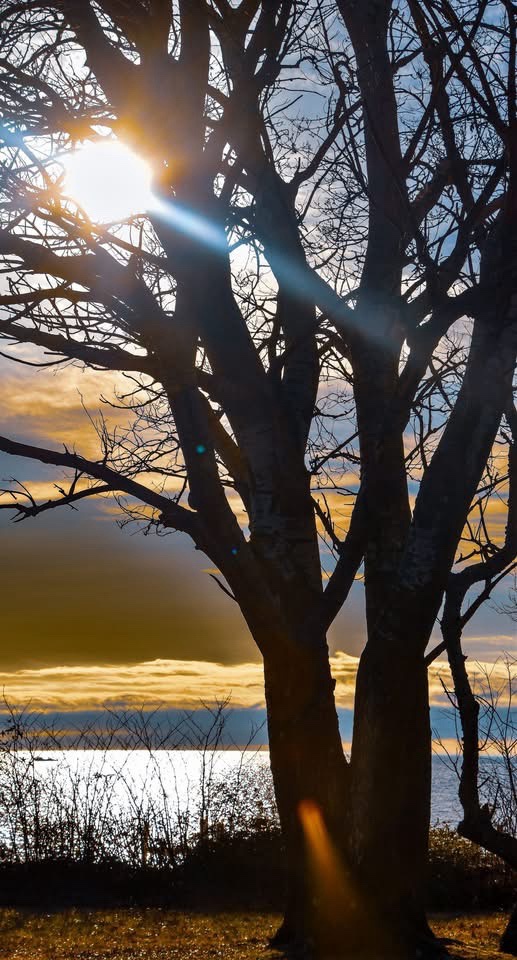 Nature's Giants: The Beauty of Trees