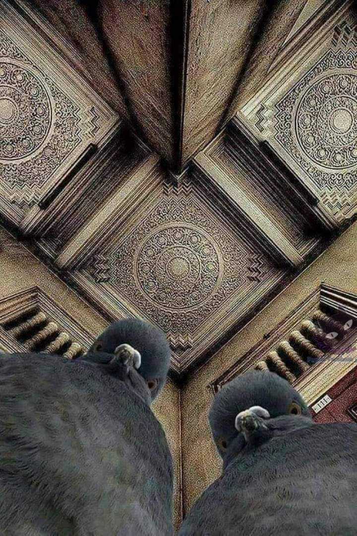 A Photographer's Unique Perspective: Capturing the Ceiling While Pigeons Drop By