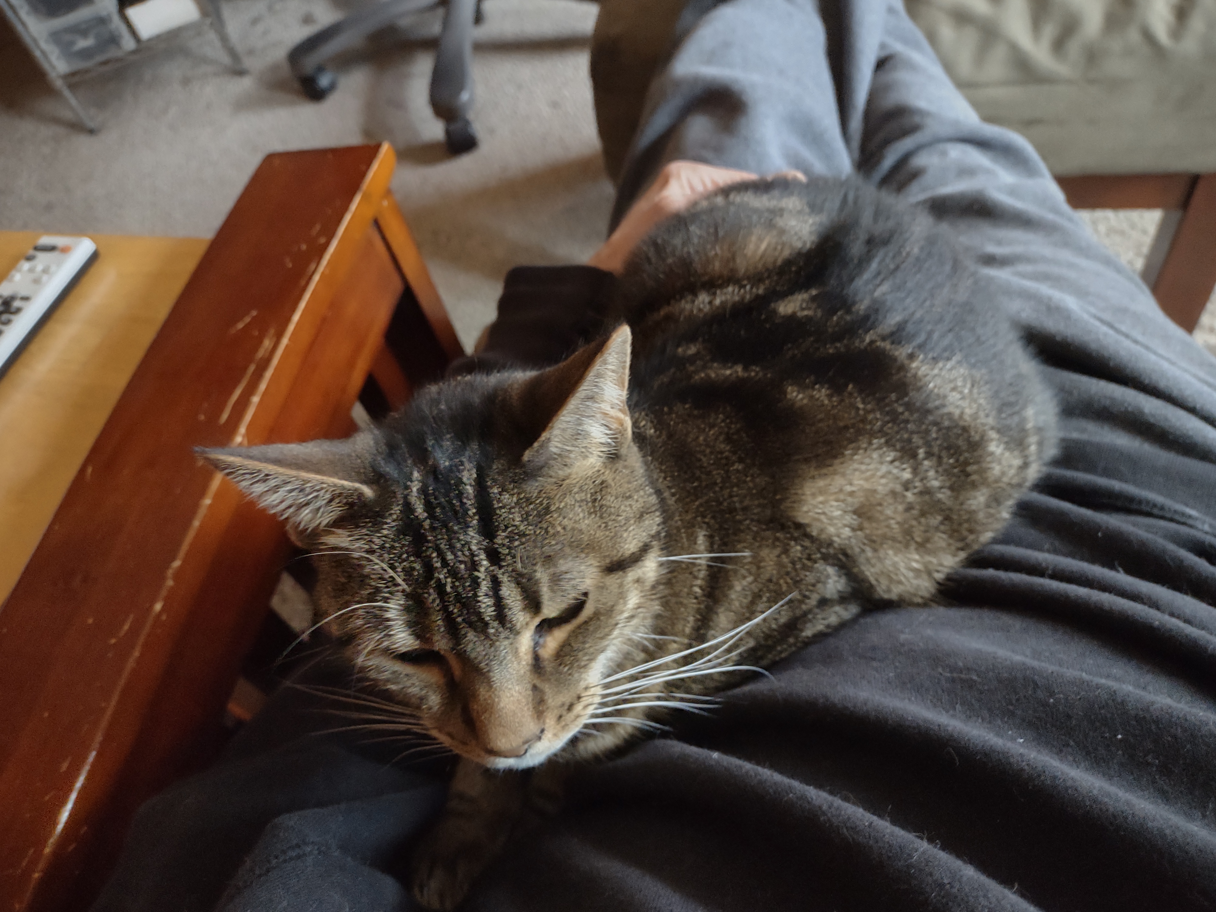 Chill Sunday with Maggie the Lap Kitty