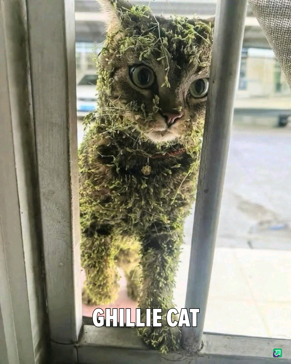 Introducing the elusive Ghillie Cat!