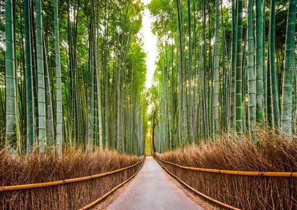 Exploring the serene Bamboo Forest in Japan.