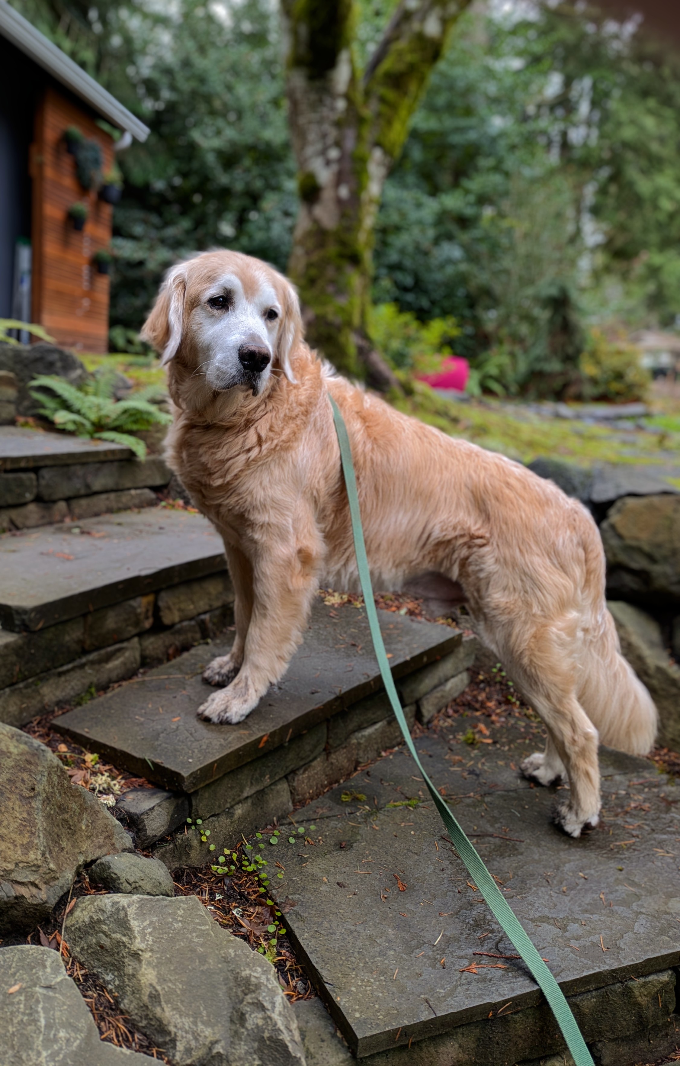 Introducing Cooper: The Star of the Show