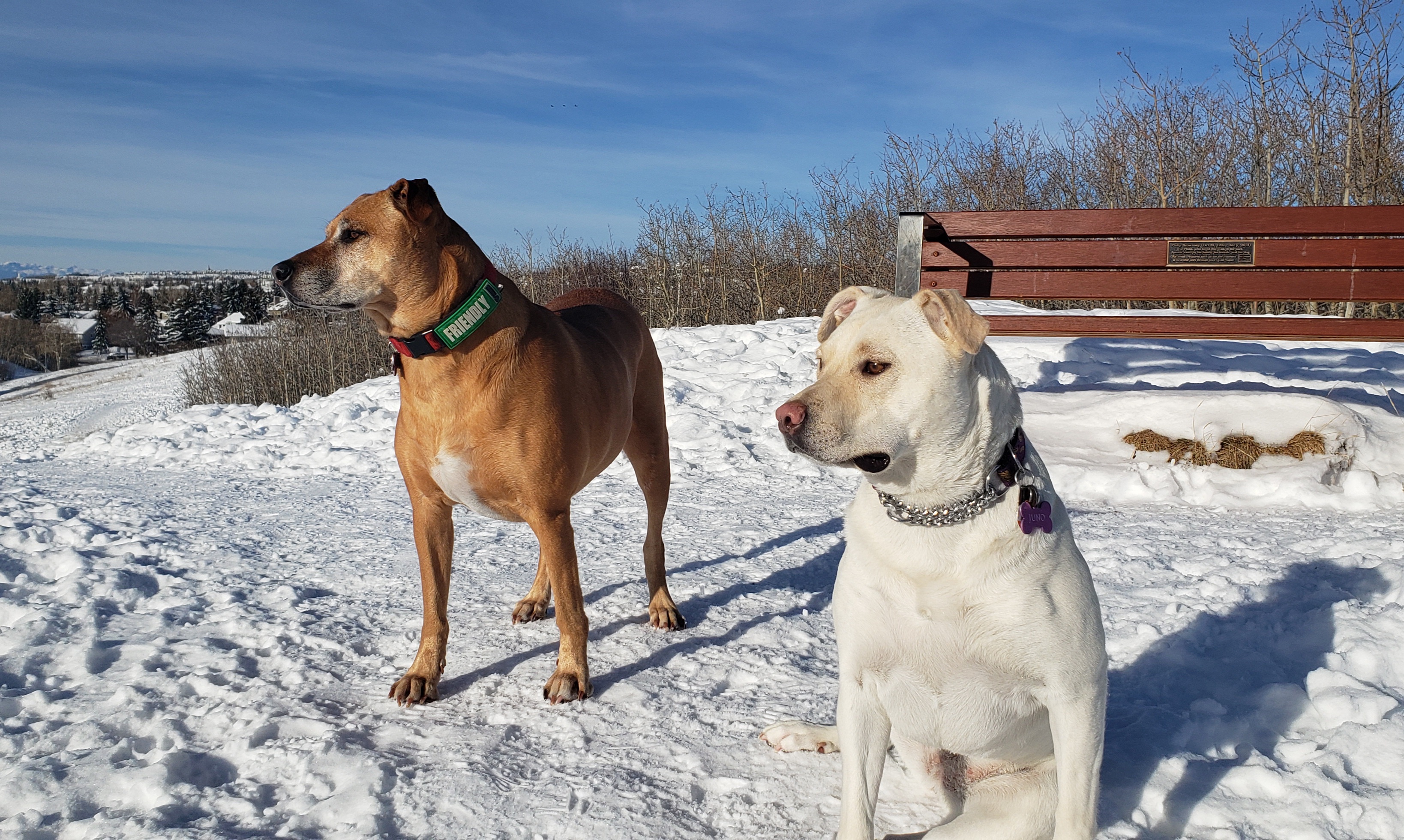 Celebrating My Girls on National Mutt Day!