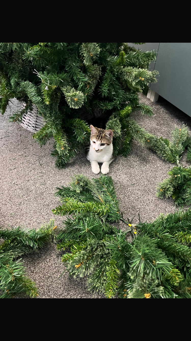 The Cutest Kitty Ever: Prepare for Cuteness Overload!