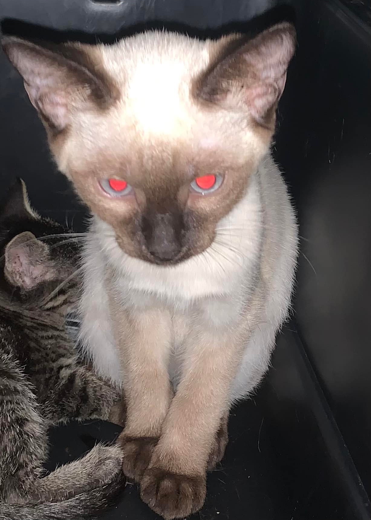 Lasers Activated: Let the Fun Begin!