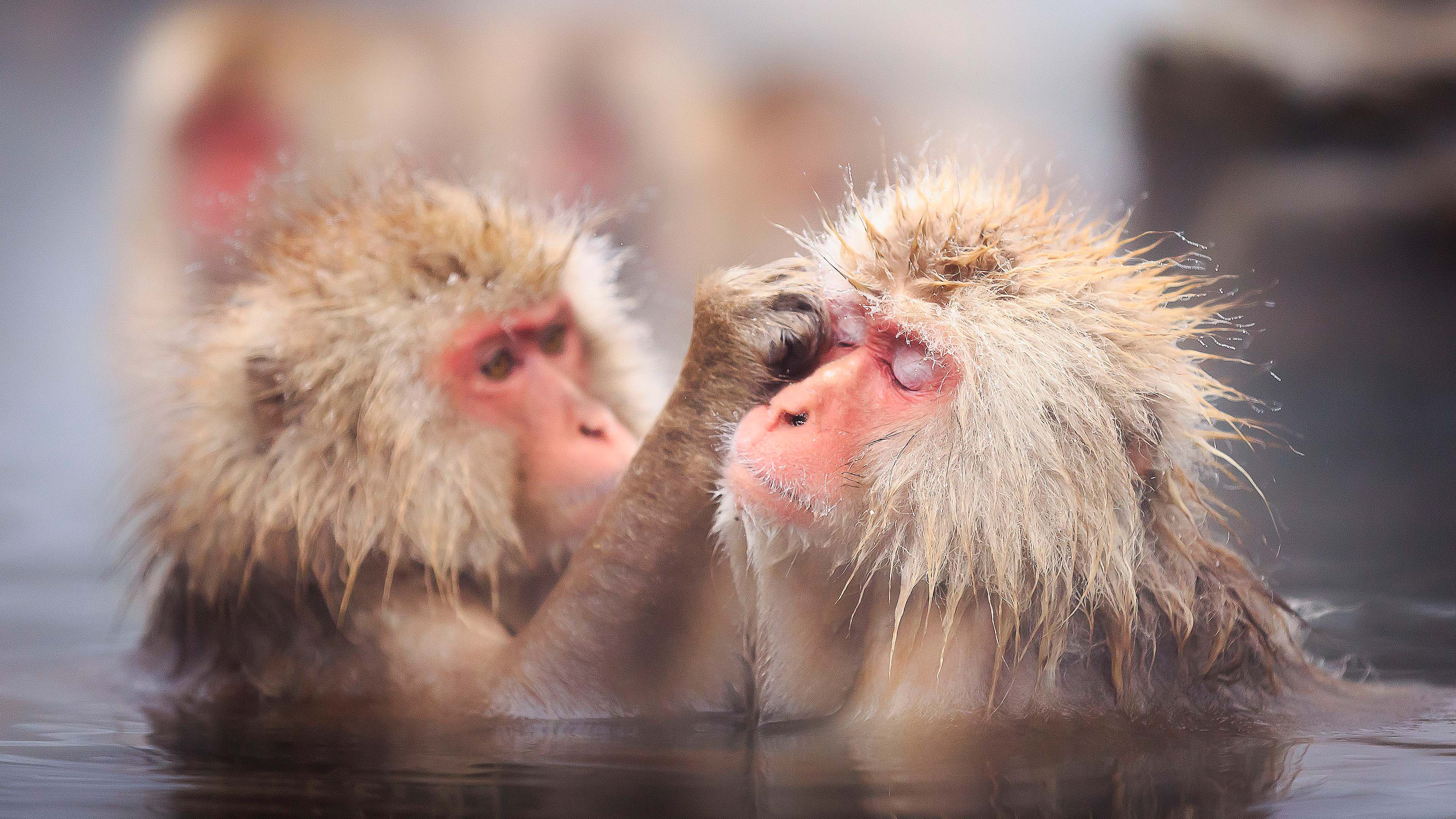 Simians Enjoying a Refreshing Soak