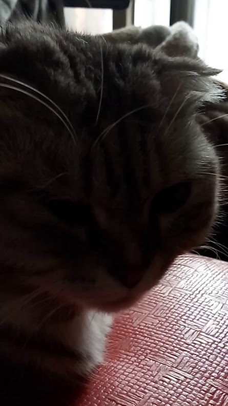The Mischievous Cat Chronicles