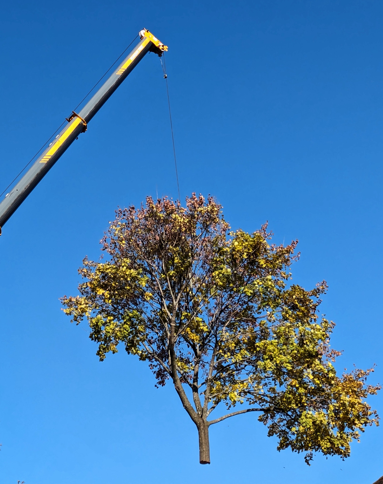 Captured a stunning shot of a tree soaring through the air.