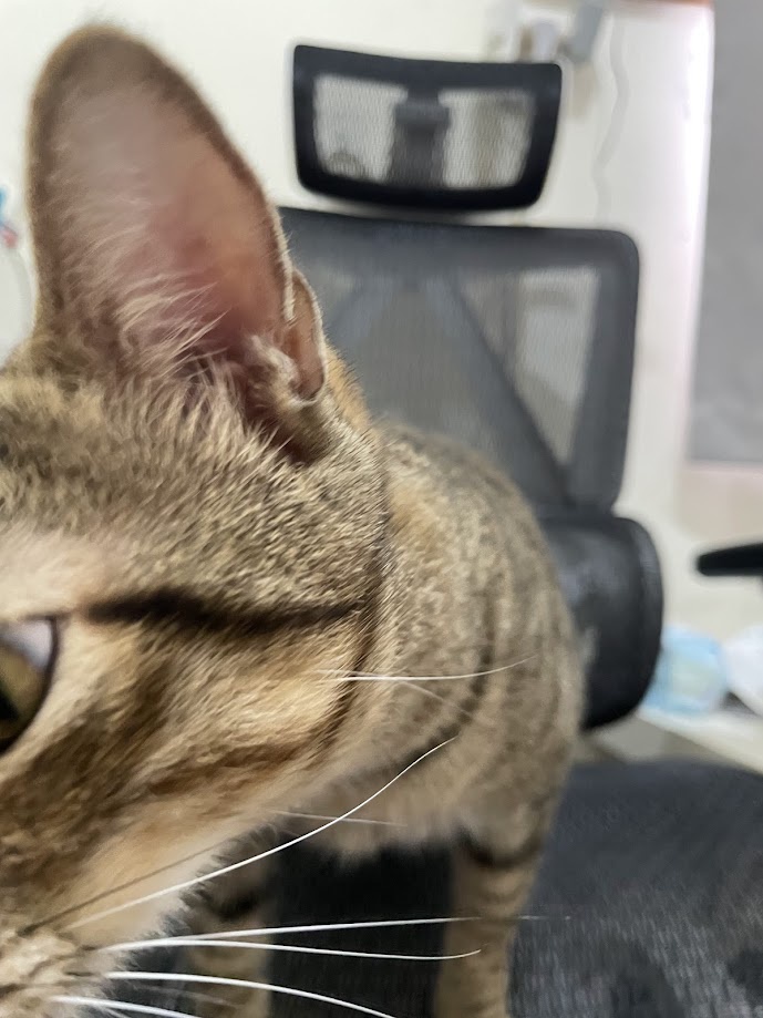 Yet Another Cute Cat Encounter