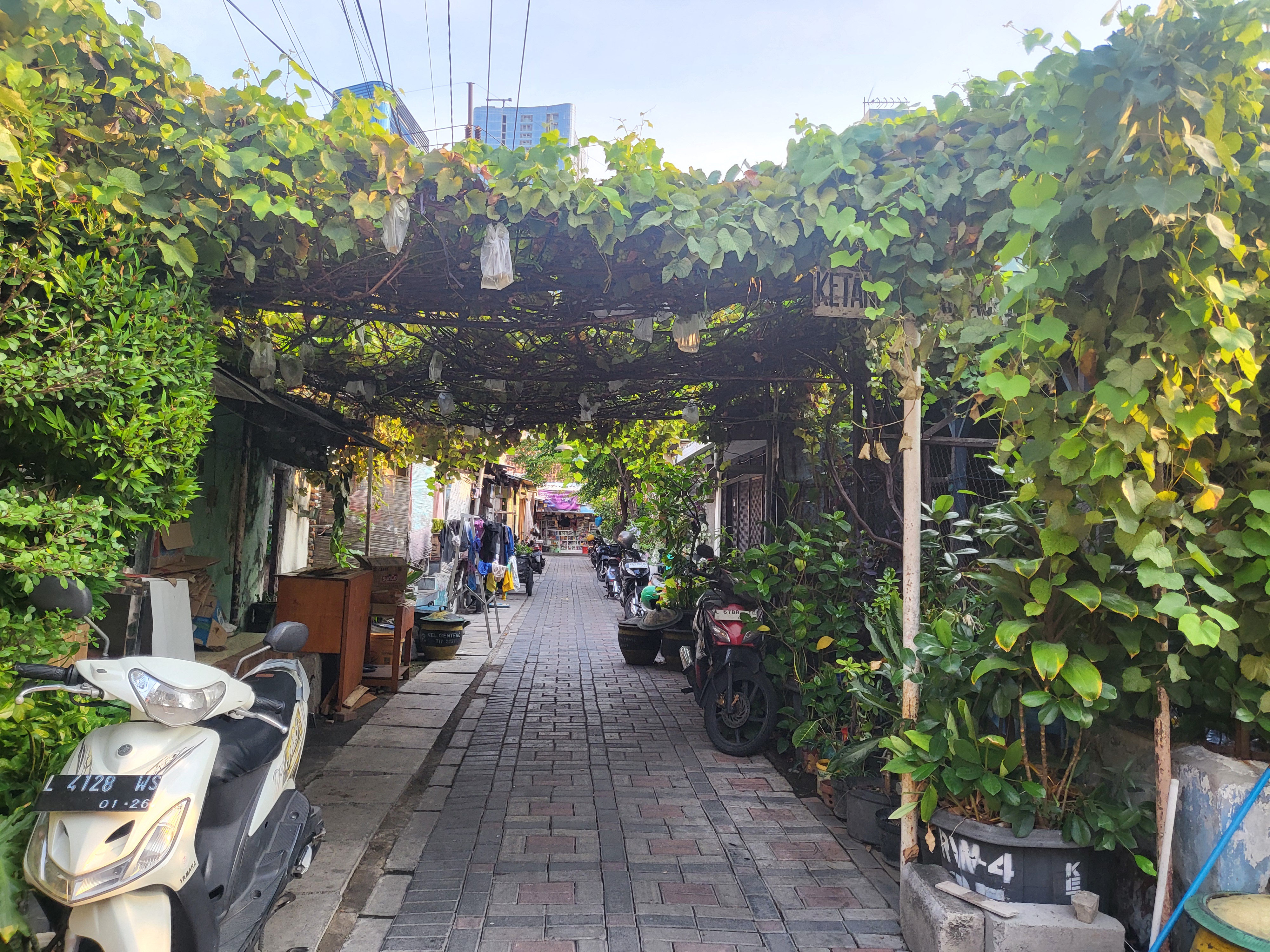 Grapevines as the Ultimate Shade Provider