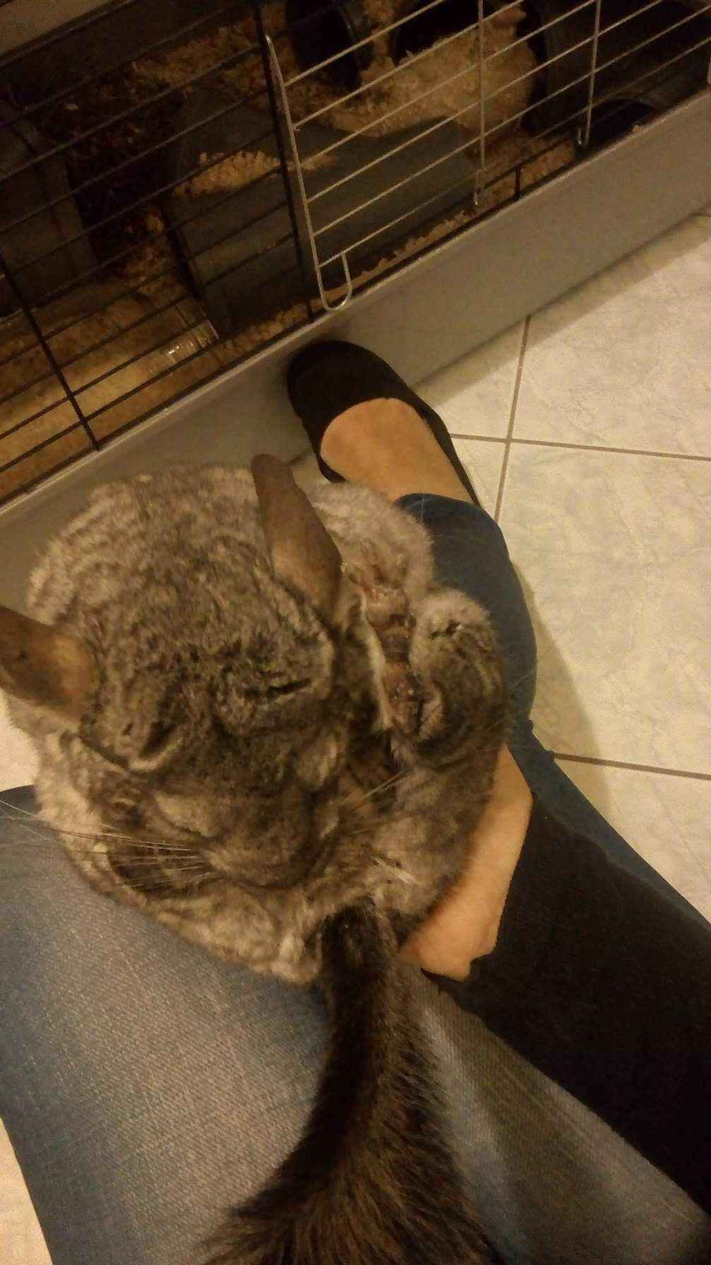 A Classic Chinchilla Moment