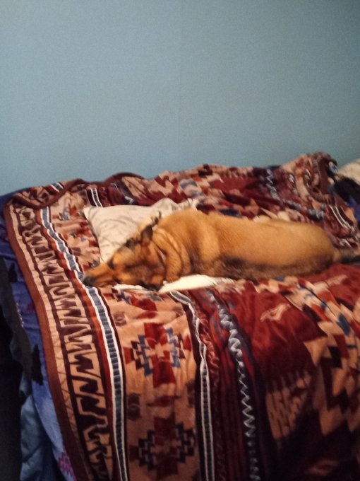Cinnamon the dog is on a mission to claim my pillows!
