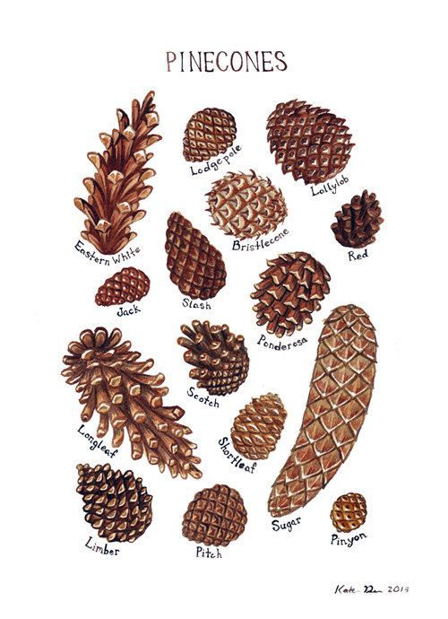 Join the Adventurous Team Pinecone