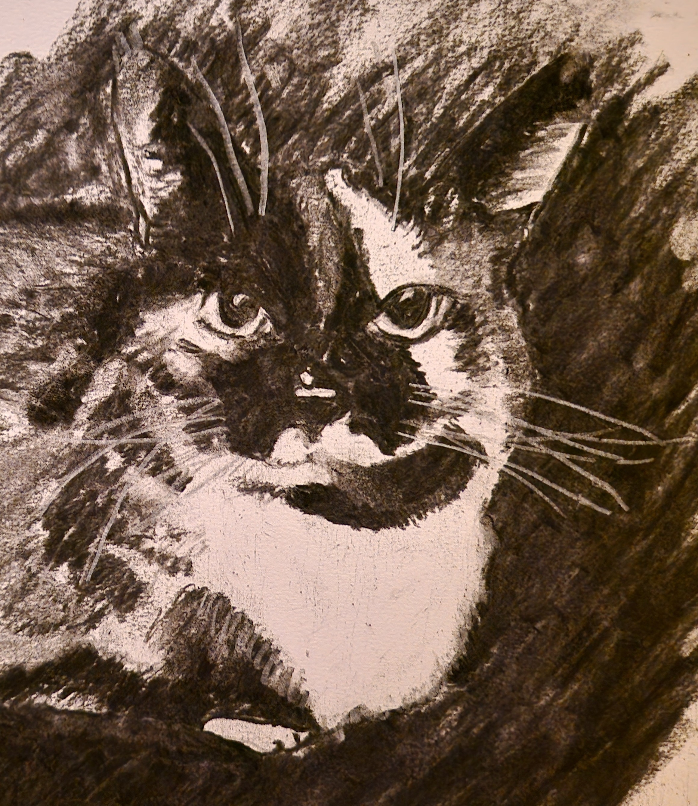 Charcoal Kitty: The Purrfect Blend of Cute and Quirky