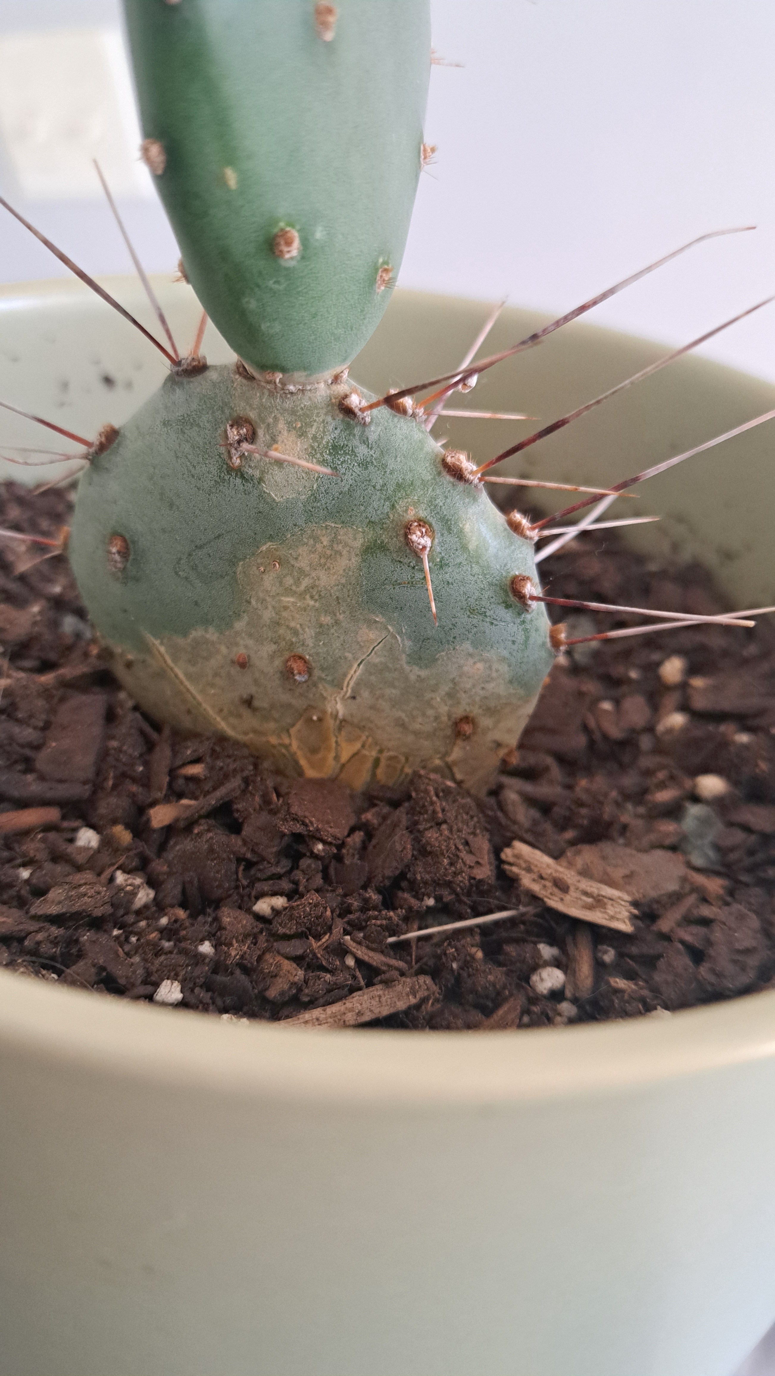 The Unique Charm of Prickly Pears