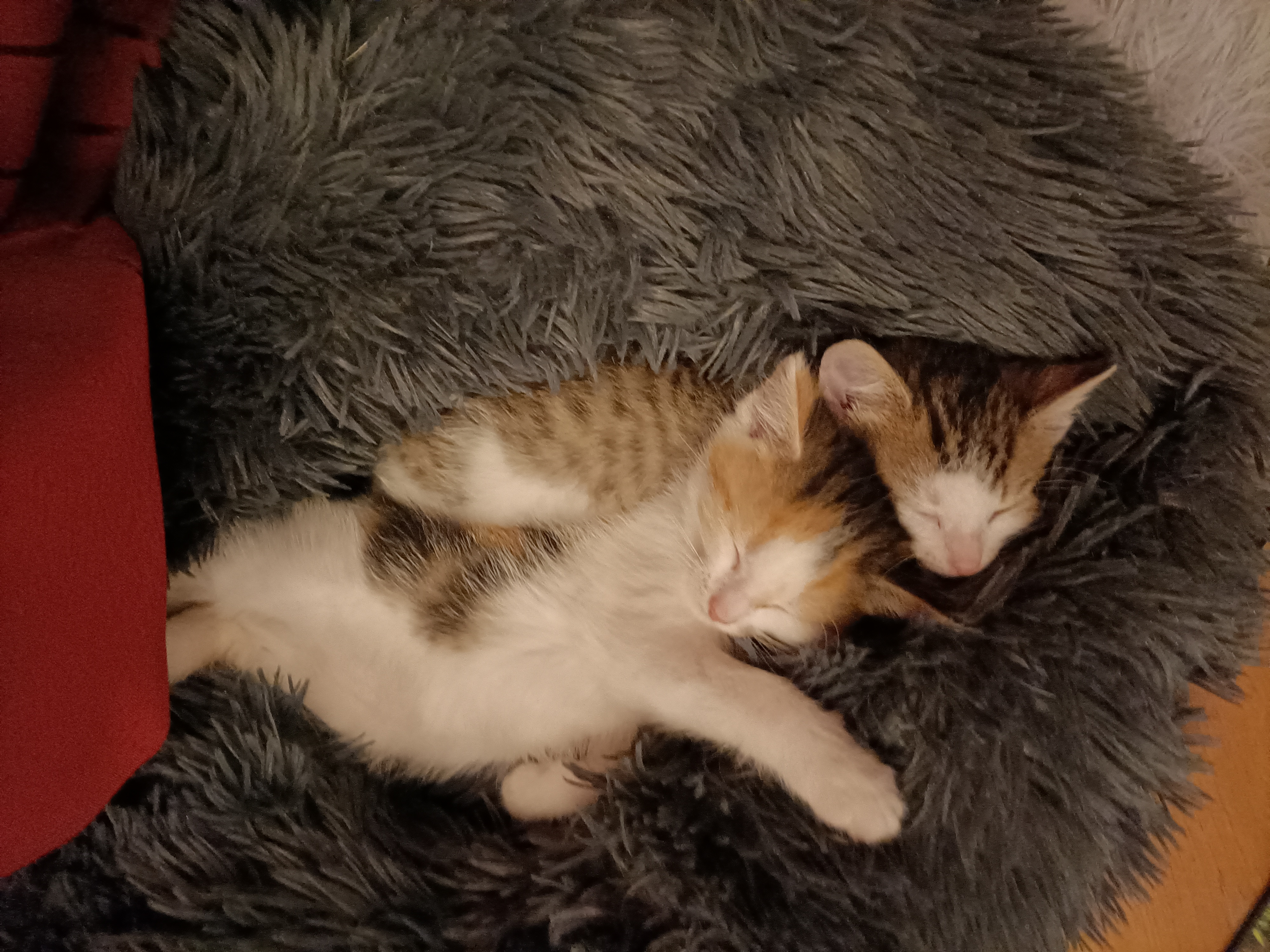 Ah, the Dream of a Kitten Nestled in a Fluffy Pillow...