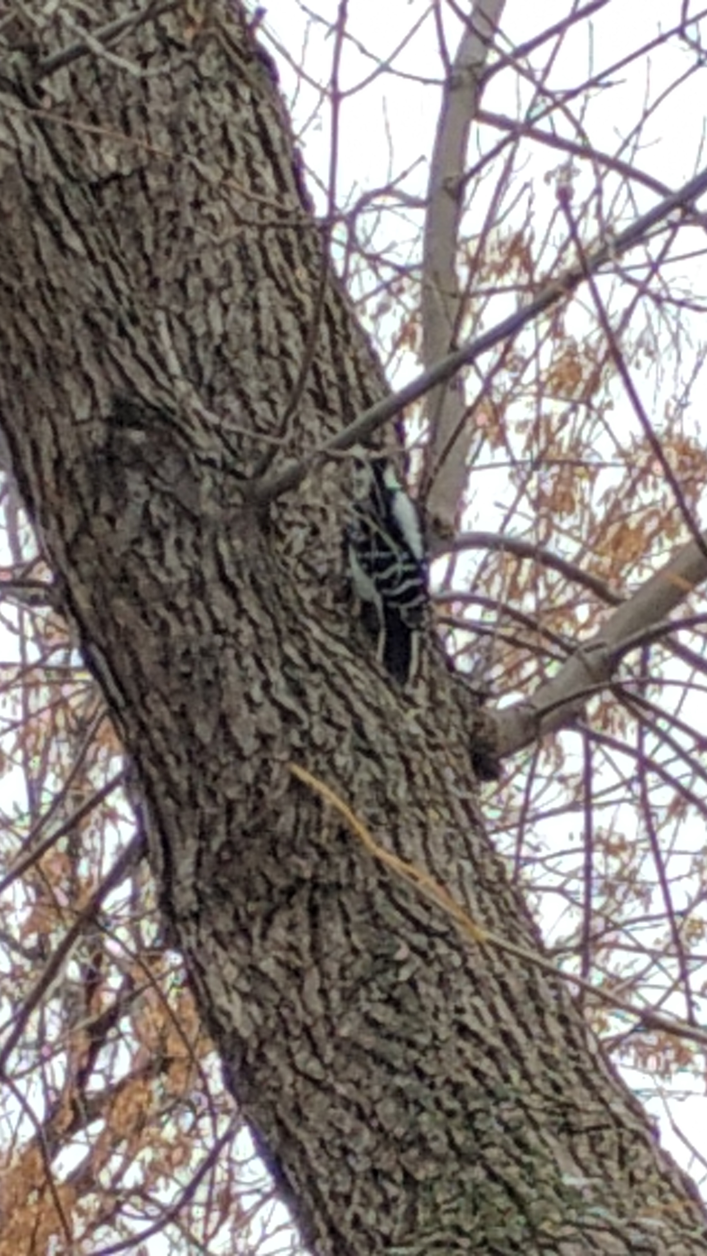 The Hairy Woodpecker I Spotted Today!