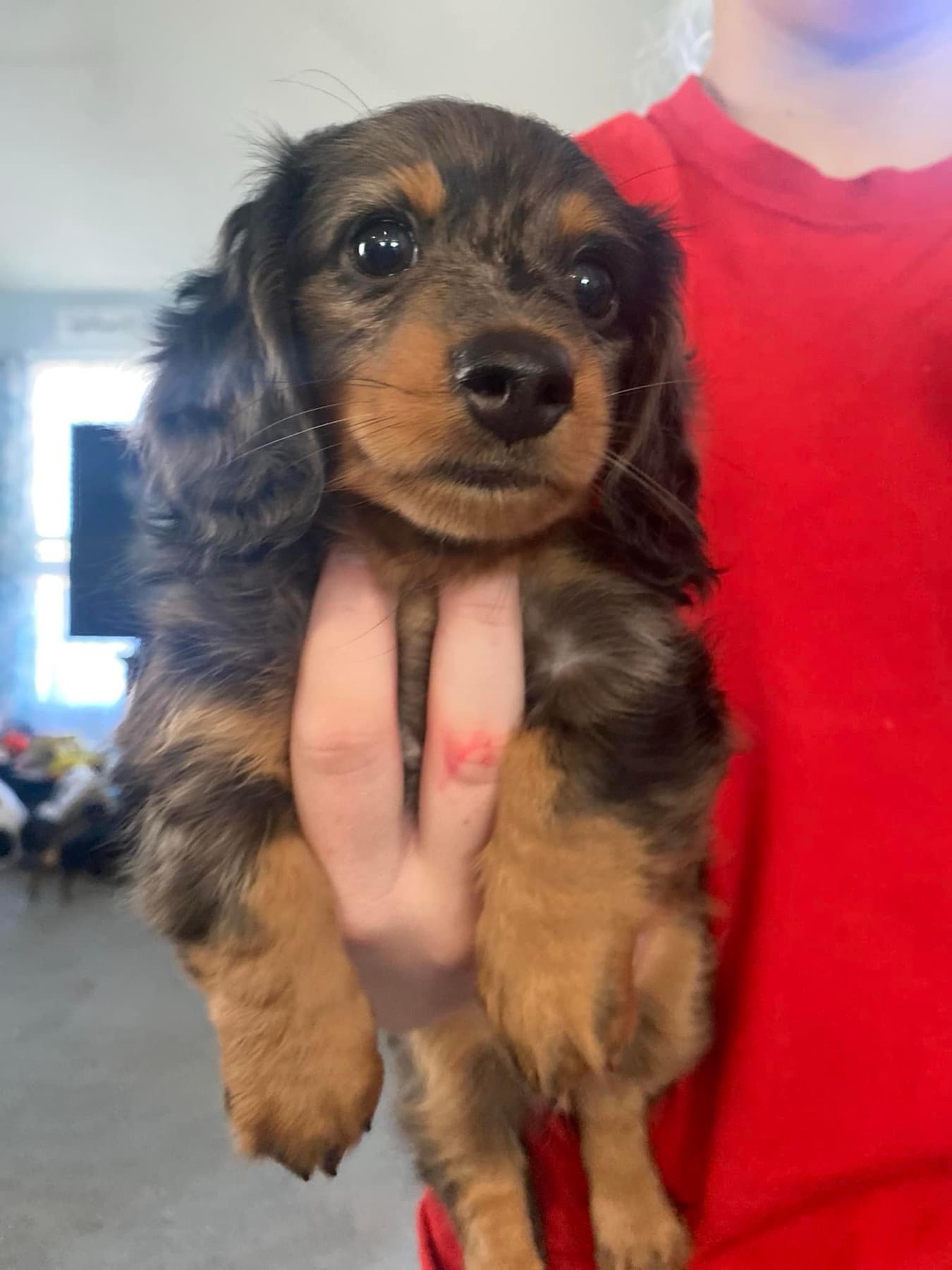 Help Us Name This Adorable Puppy!