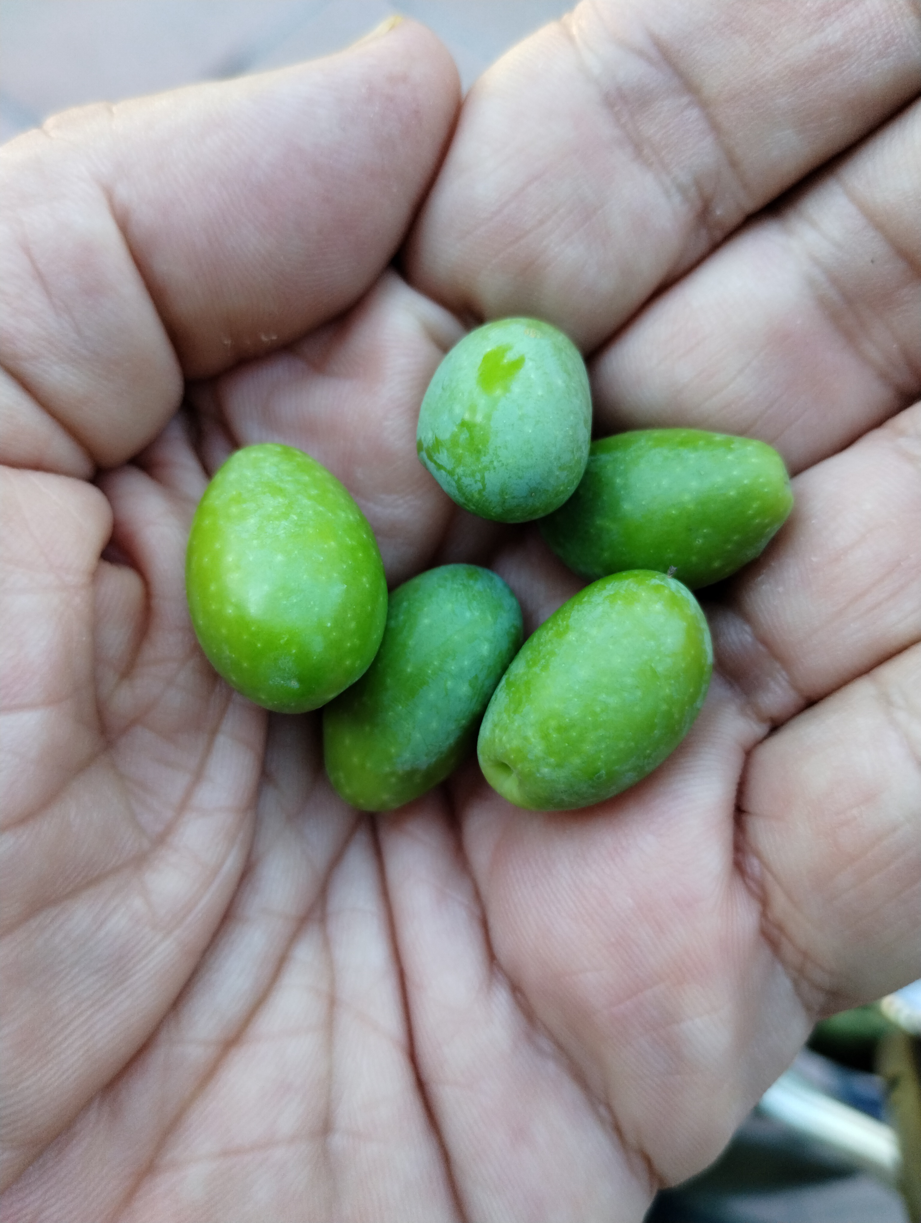 Delicious olives