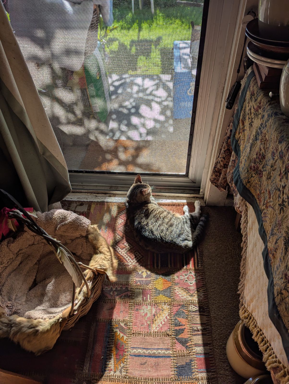 Chilling Out by the Back Door