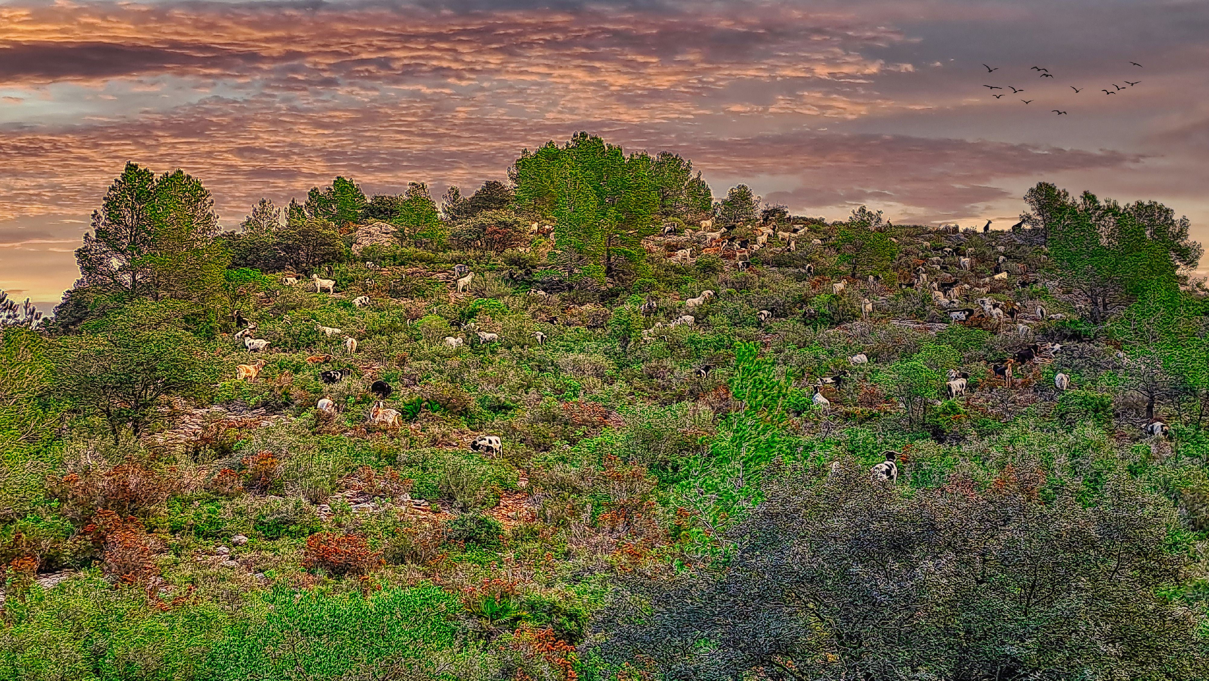 Gavadã (Vandell’s) - A Scenic View of Baix Camp