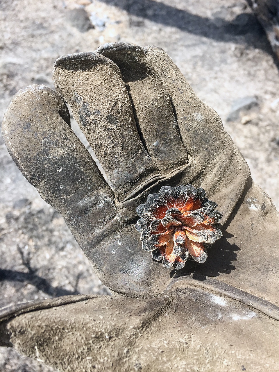 Lodgepole Pine Cone's Resilience After the Forest Fire