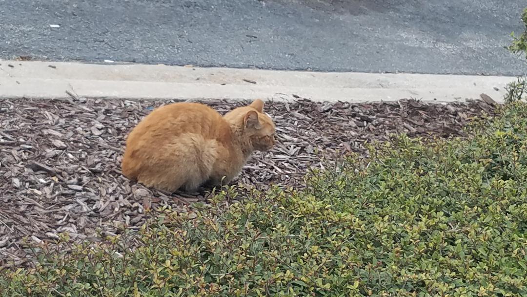 Lost Kitty Alert: Let's Spread Some Christmas Cheer and Bring This Furball Home!