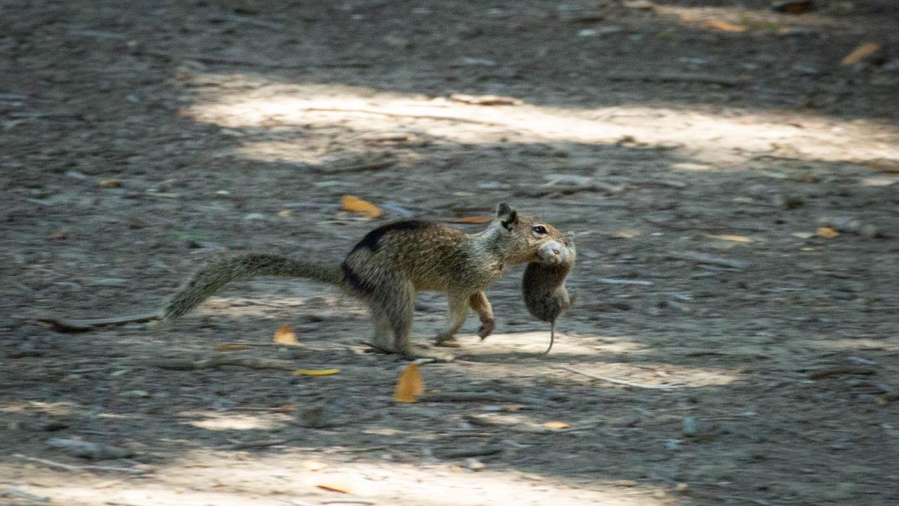 Documenting the Meat-Eating Squirrels of California