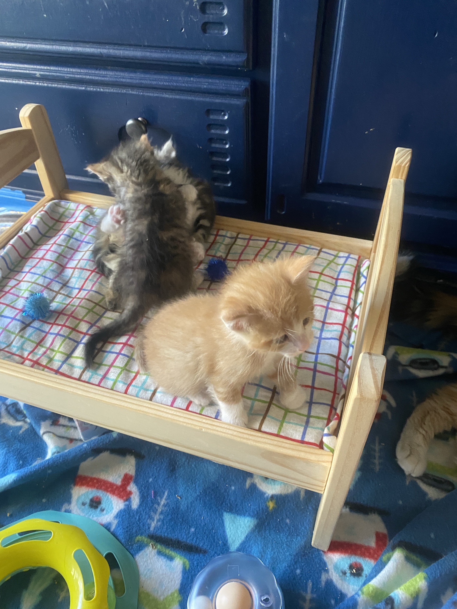 Furniture Fit for Kittens: The Cutest Setup