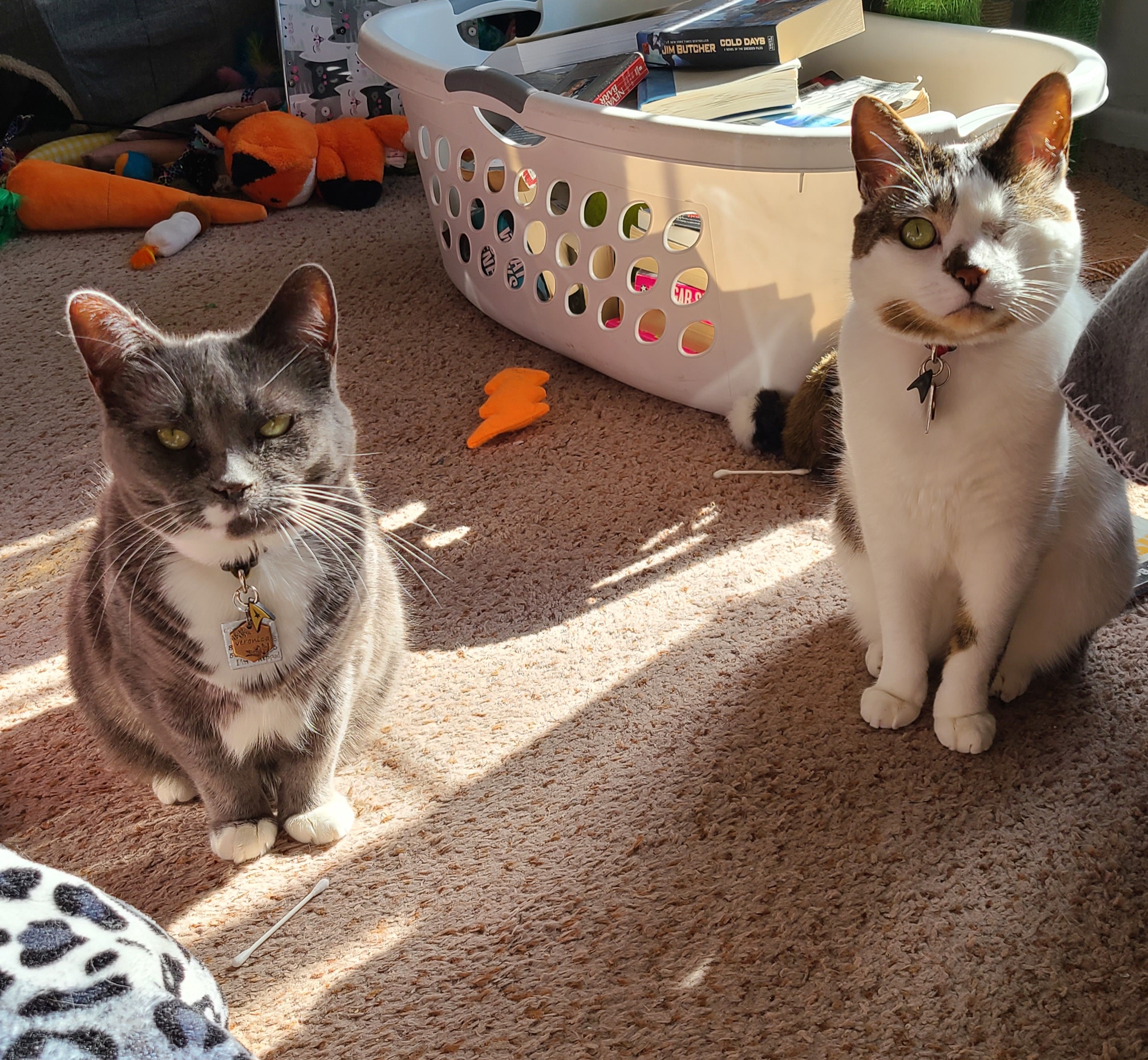 Veronica's Height Sparks Curiosity: Do Two Vets Think She's Part Munchkin Cat? Check Out the Normal-Sized Cat for Comparison!