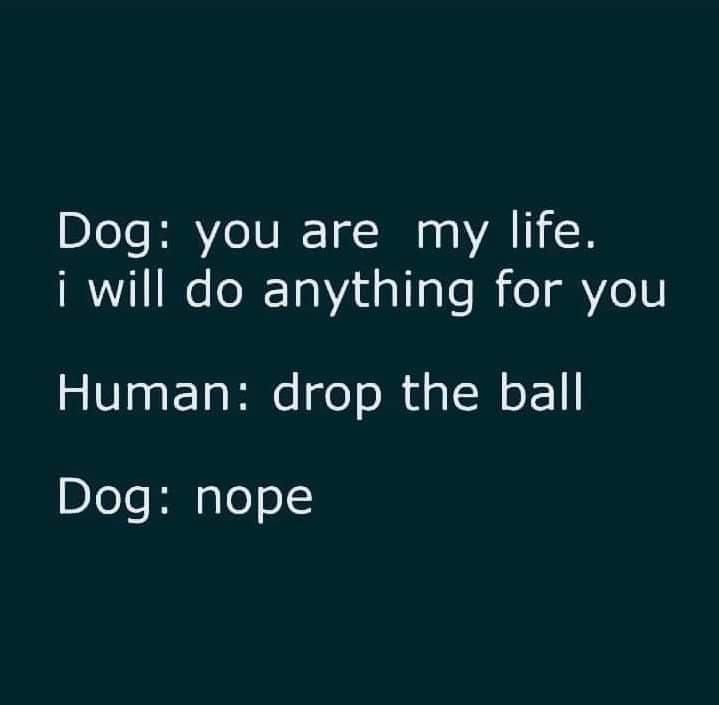 The Ultimate Doggo Meme That Will Make You Smile