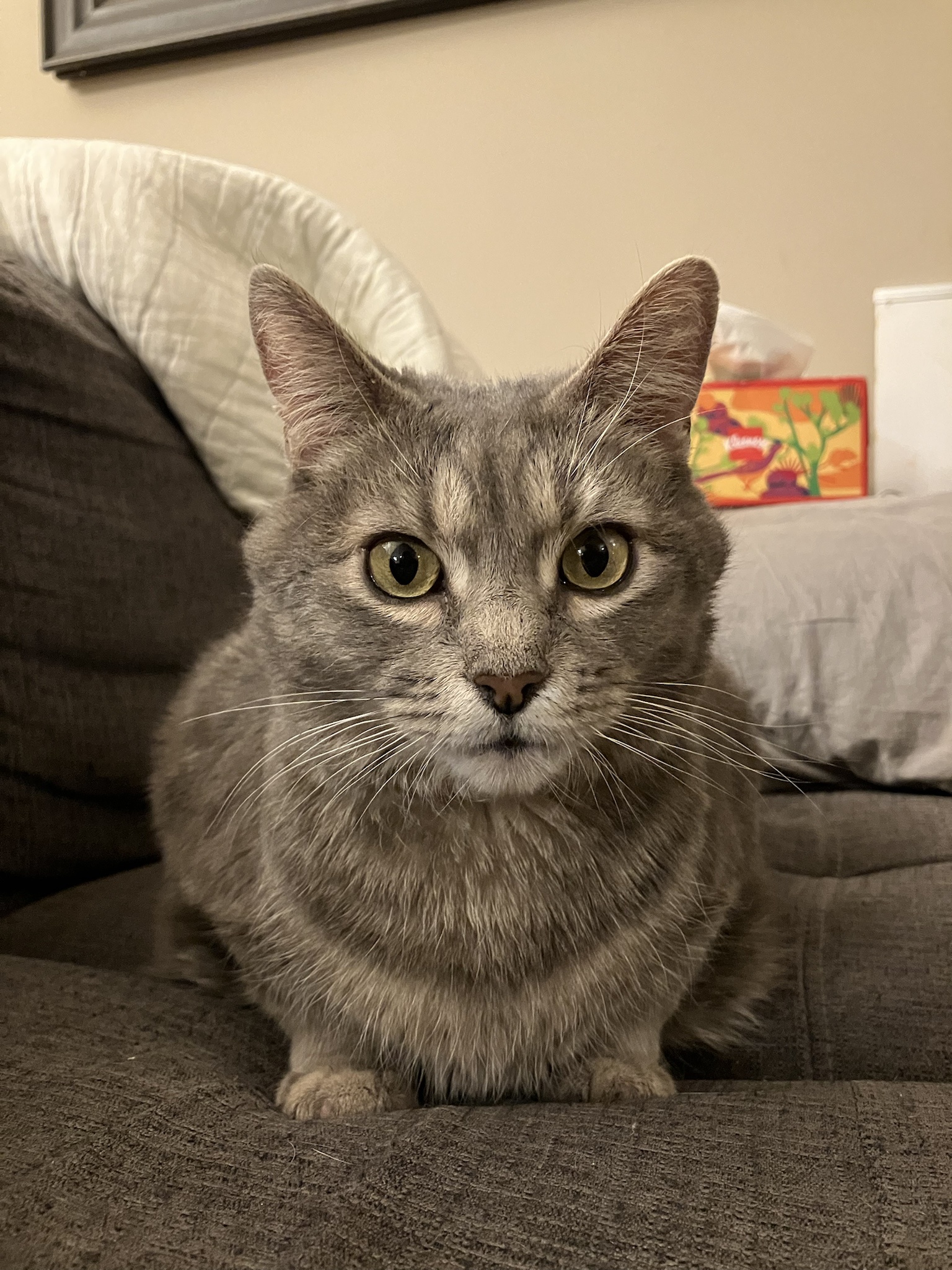 Caturday Delight: Meet Nigel, the Adorable Loaf Cat