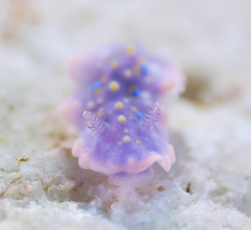 Unwind with this Gorgeous Slug