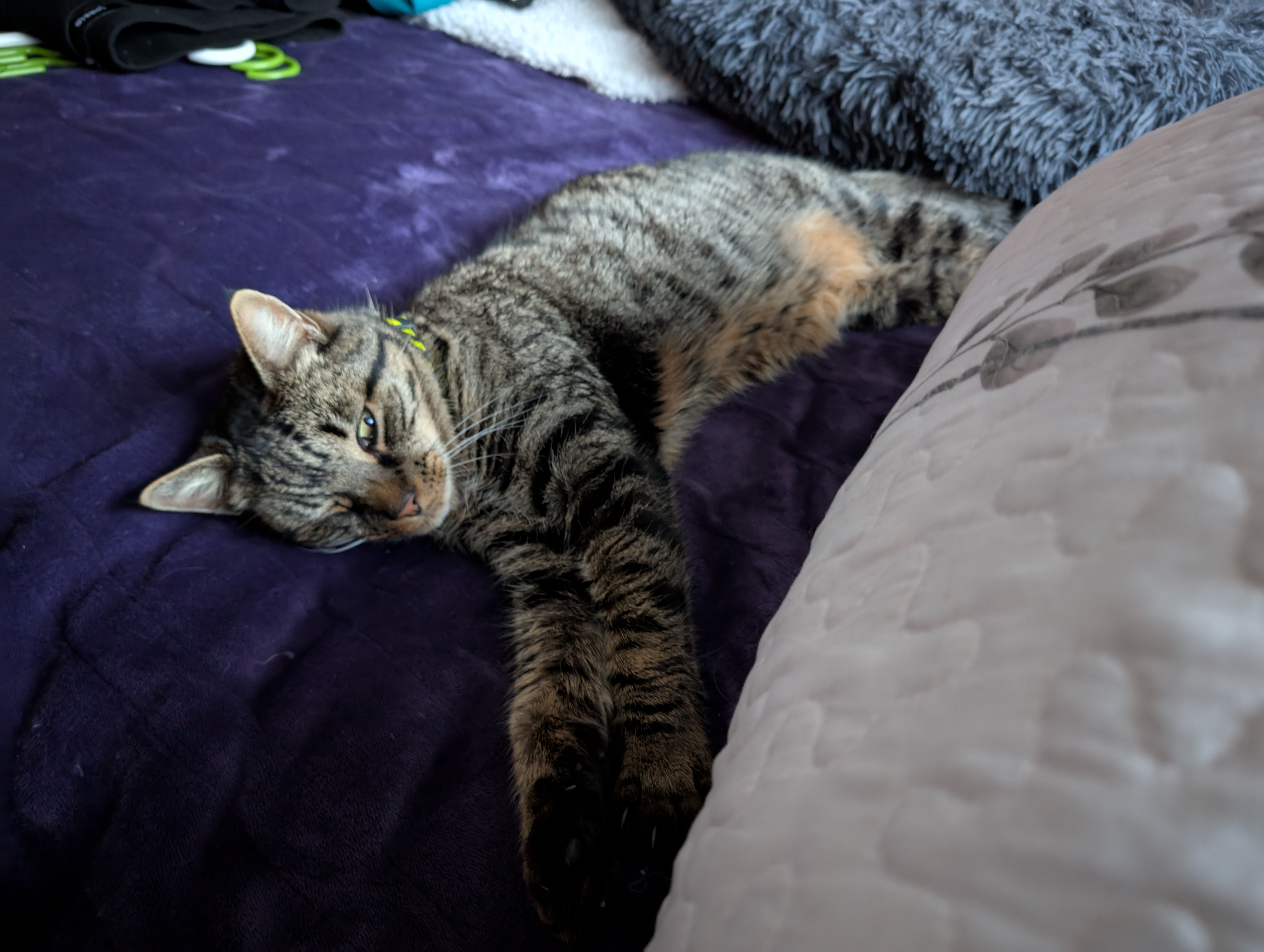 Bob's Transformation: Embracing the Indoor Cat Life