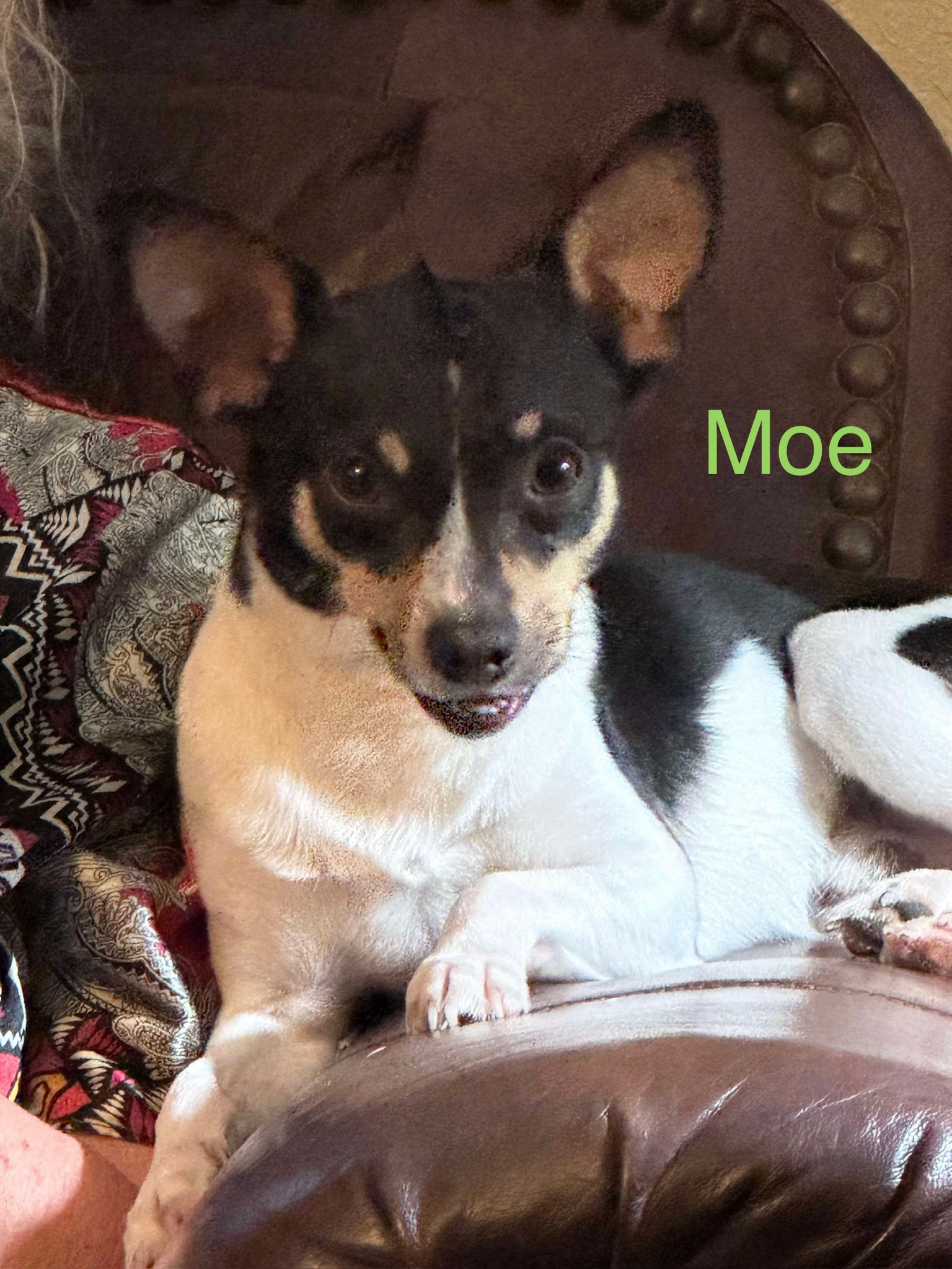 Introducing Moe: The Legend