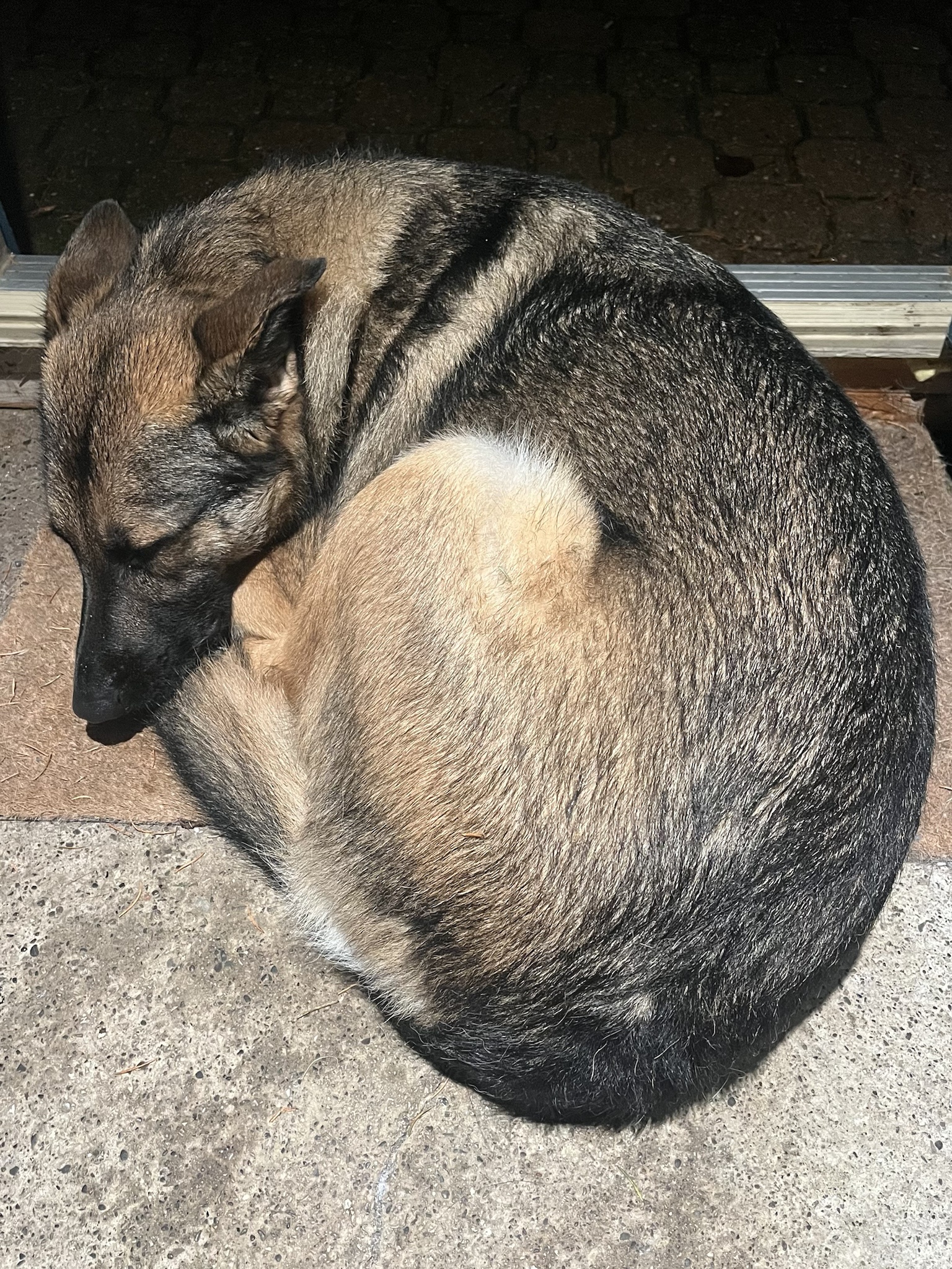 My Little Cinnamon Bun Isn't a Fan of the December Rain