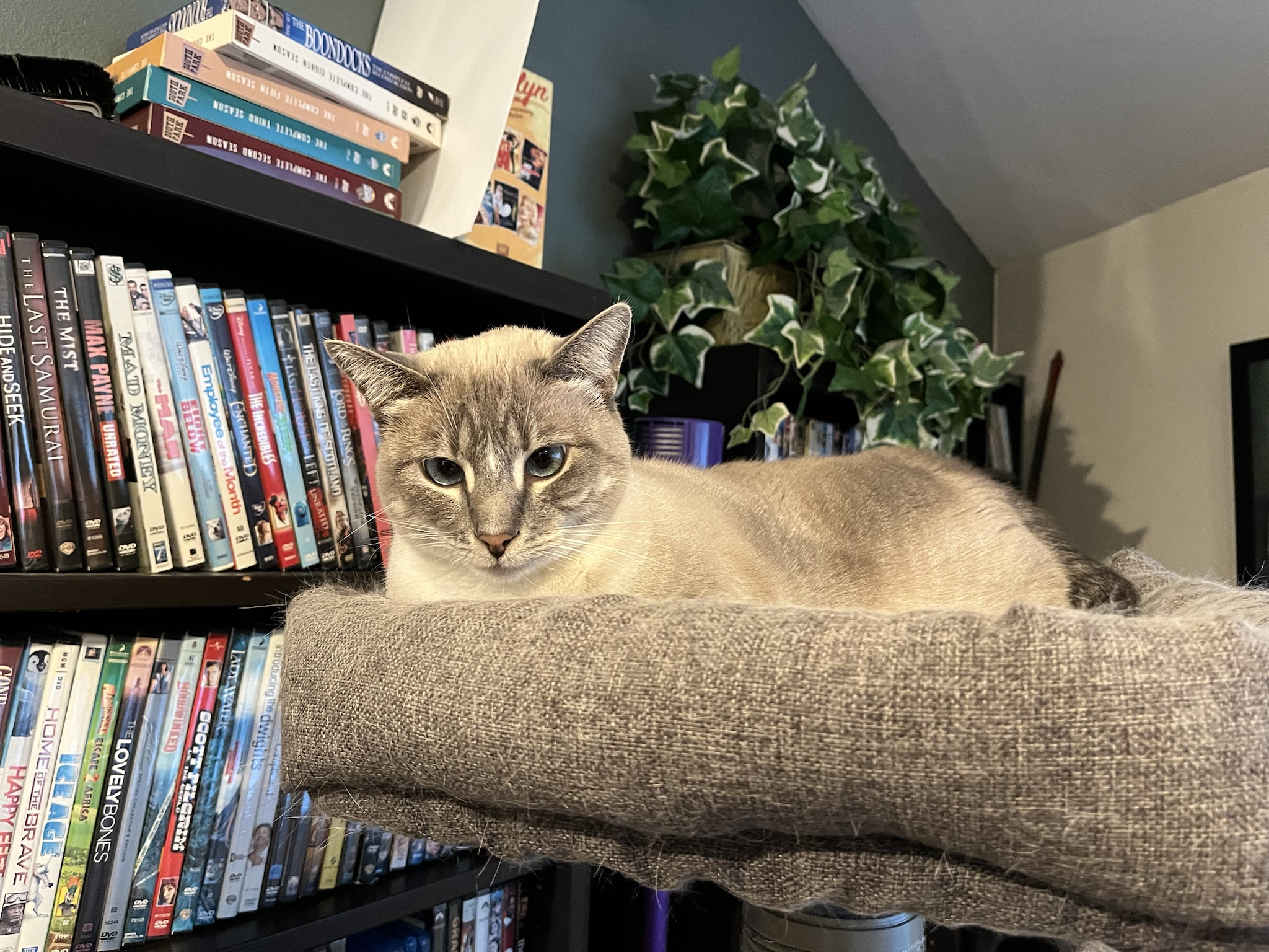 Daily Dose of Ivy: Cat Chronicles Day 313