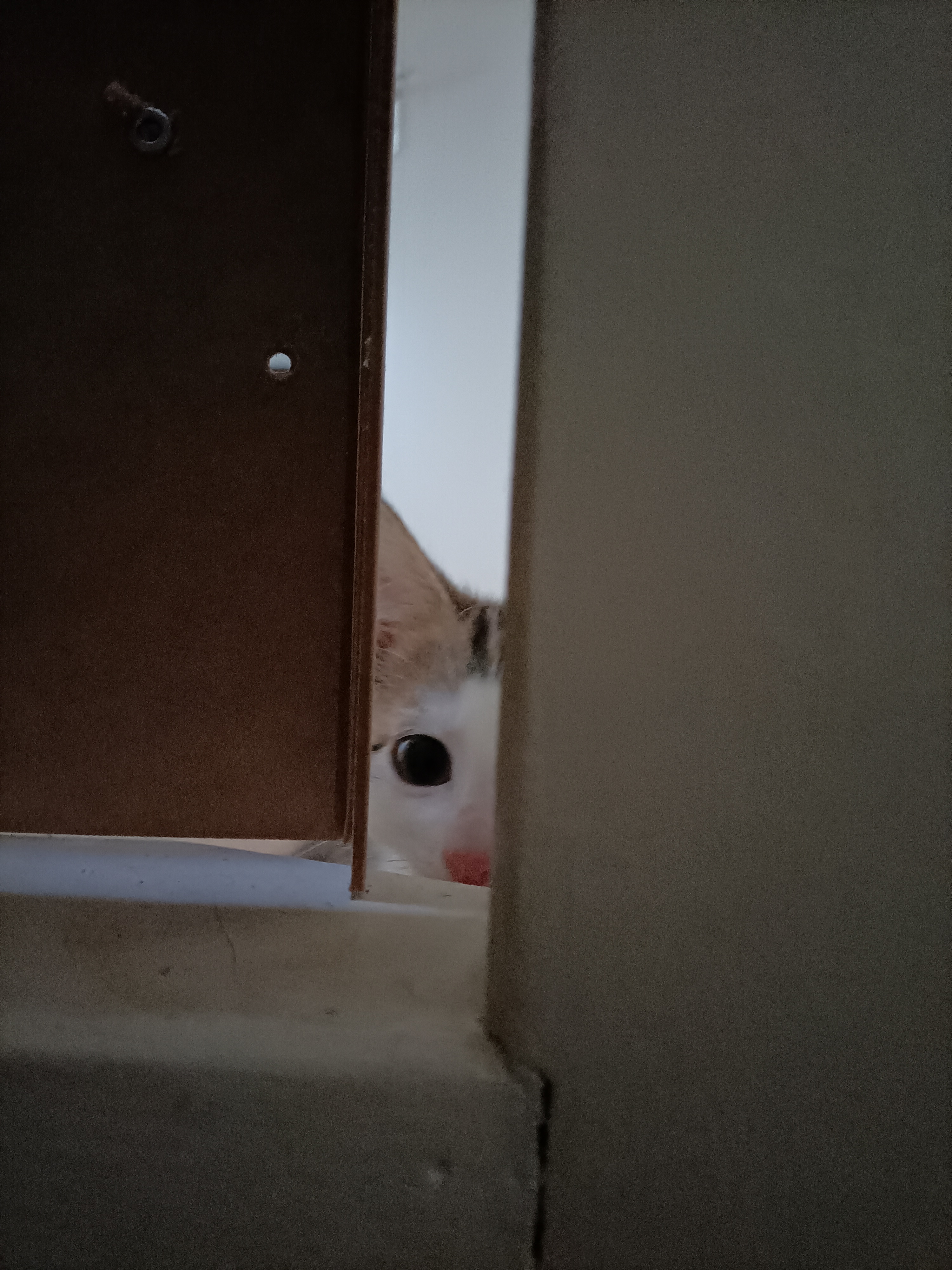 Surprise! Peekaboo!