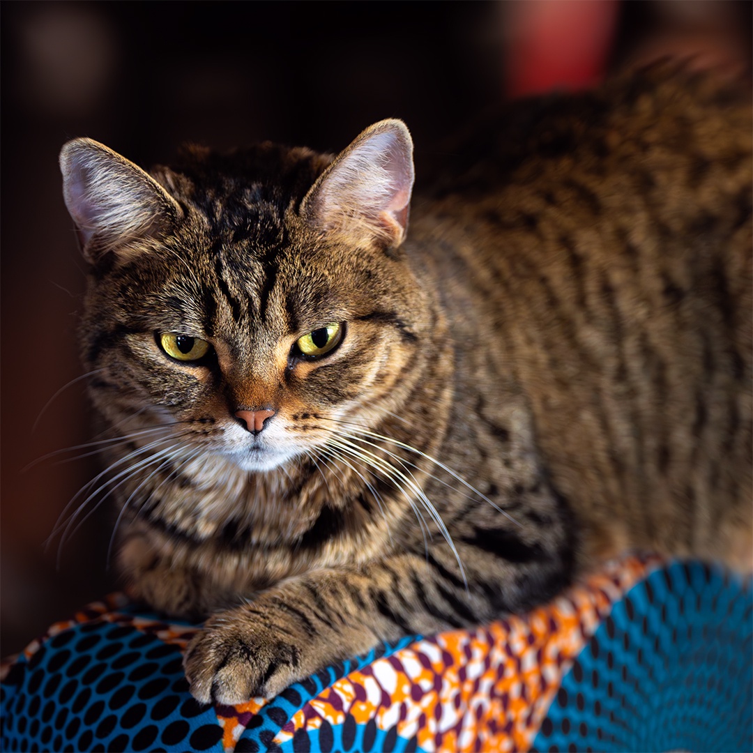 Meet the Meany Cat: The sassy feline with attitude!