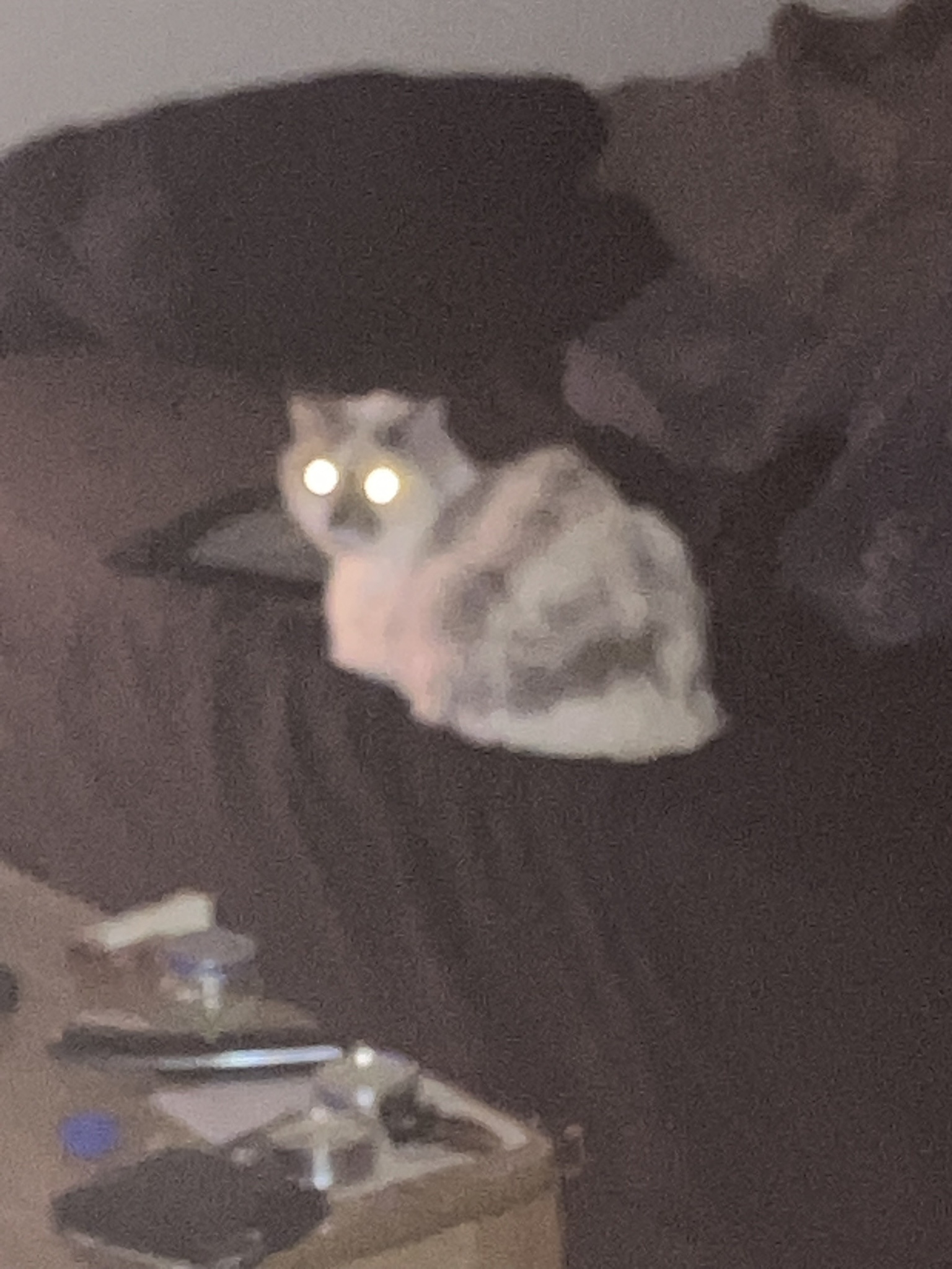 Bringing My Silly Kitty Story to Life: Animation Needed!