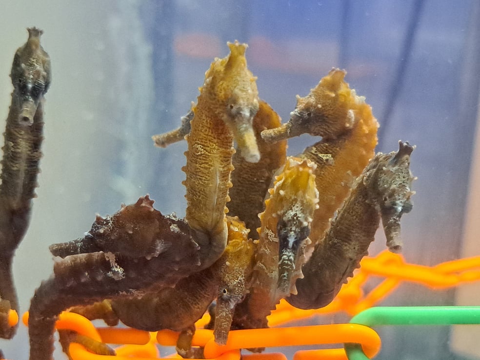 Meet the Adorable Seahorse Family!