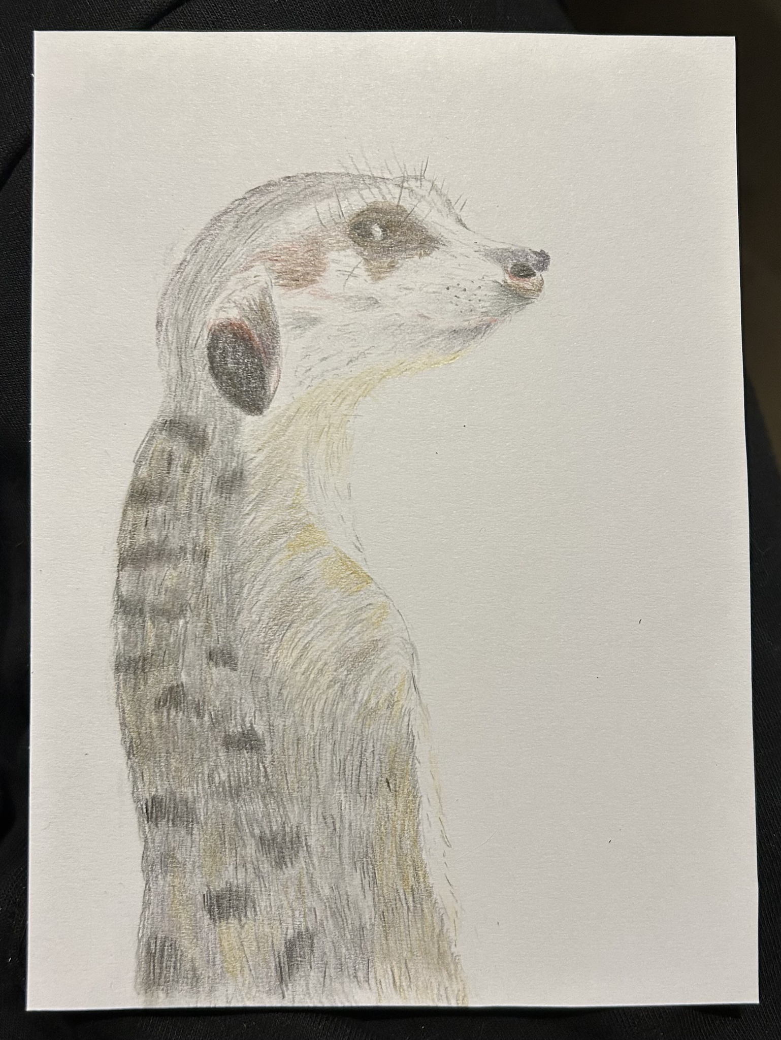 The Adorable Meerkat: Nature's Little Entertainer