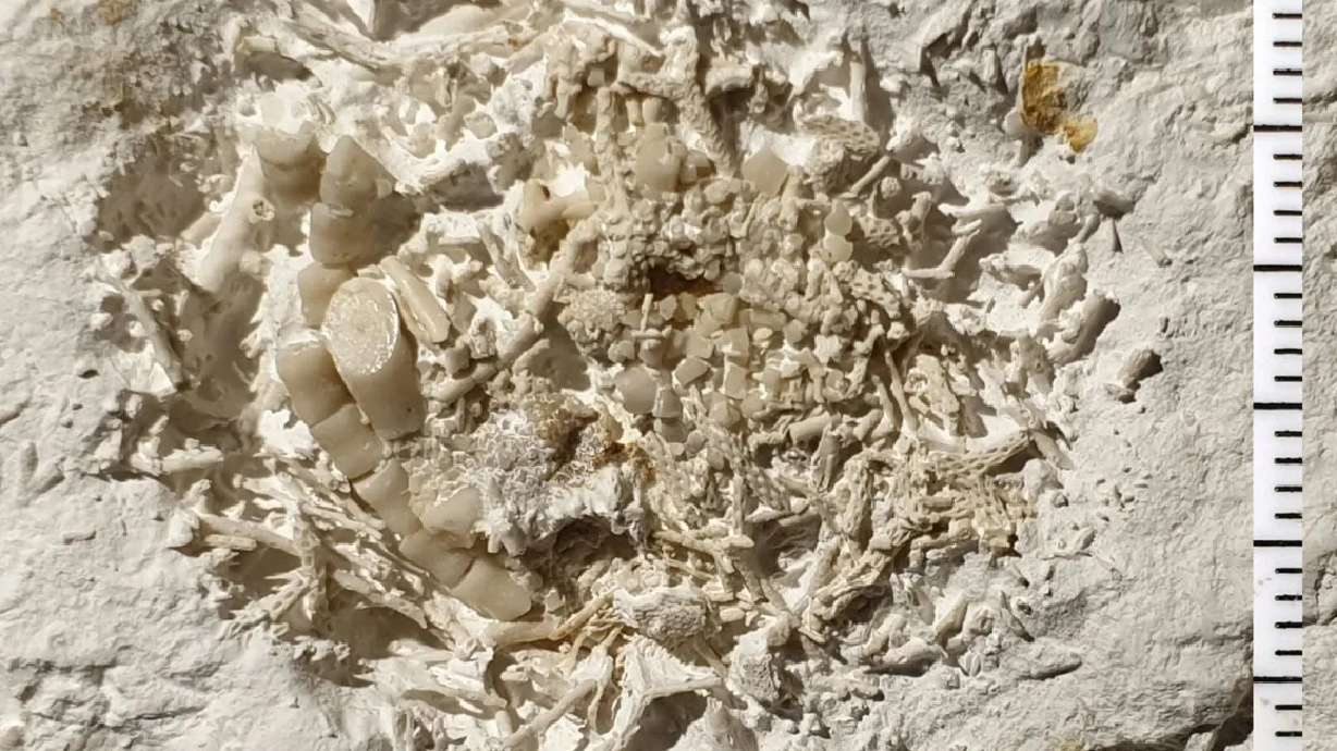 You Won't Believe Your Eyes: Discover Prehistoric Vomit!