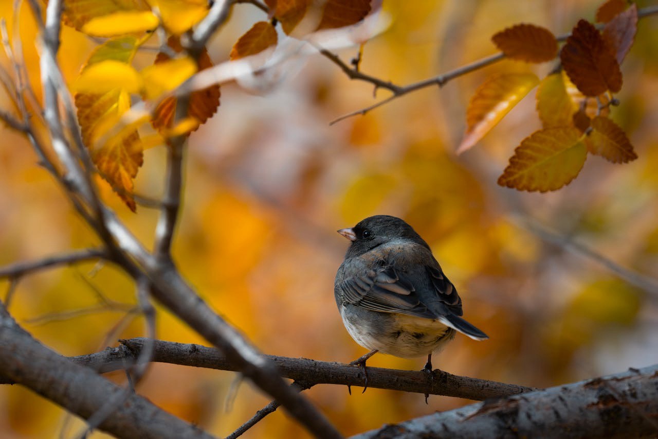 The Adorable Charm of a Tiny Bird