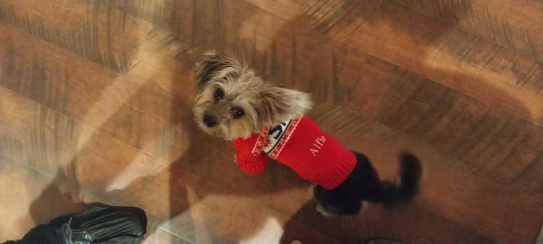 Ladies, Beware! Alfie's Sporting a Stylish New Sweater!