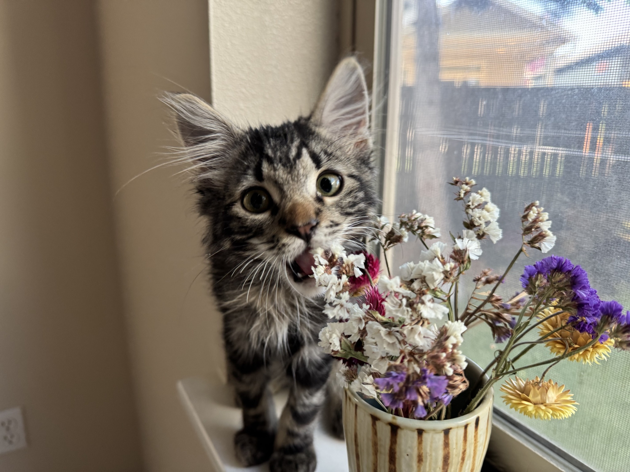 Meet Morty, the Newest Member of Our Household Crime Syndicate