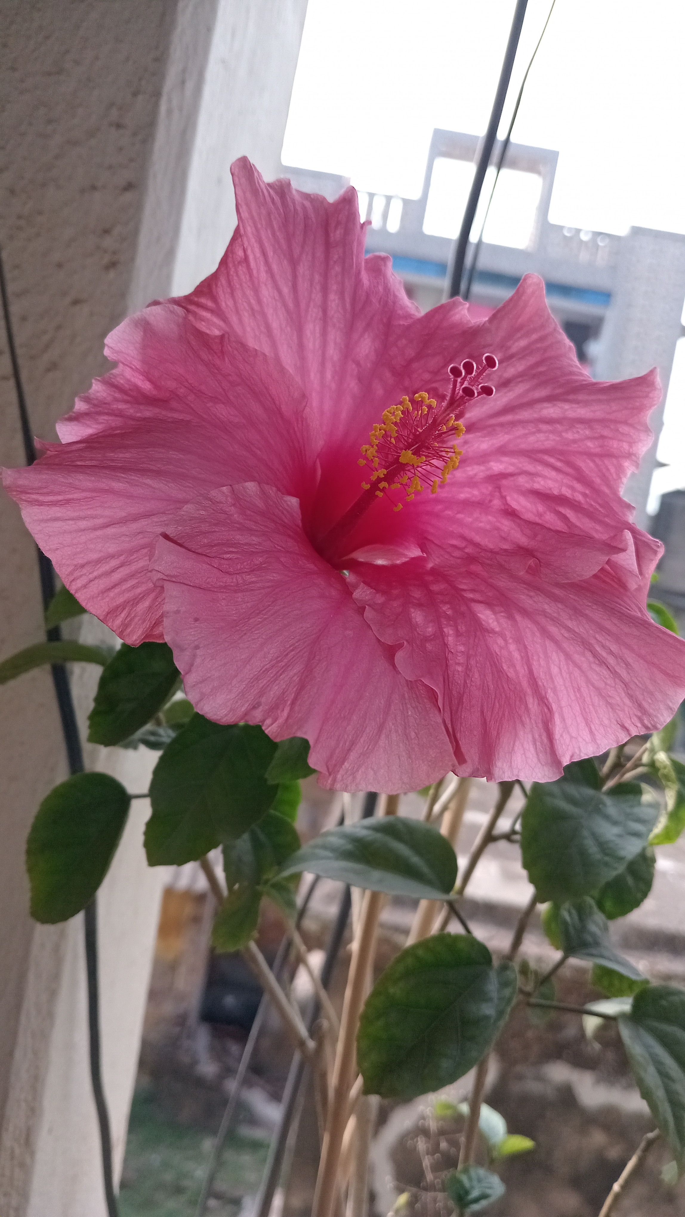 Hibiscus Galore: A Floral Delight