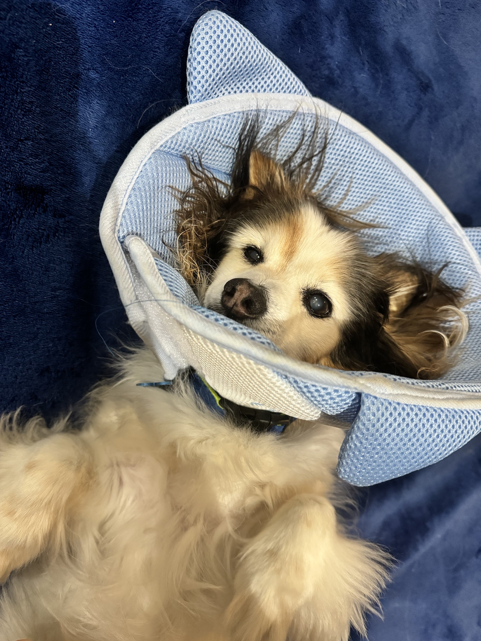 Daily Dose of Cuteness: Meet My Dog Panko