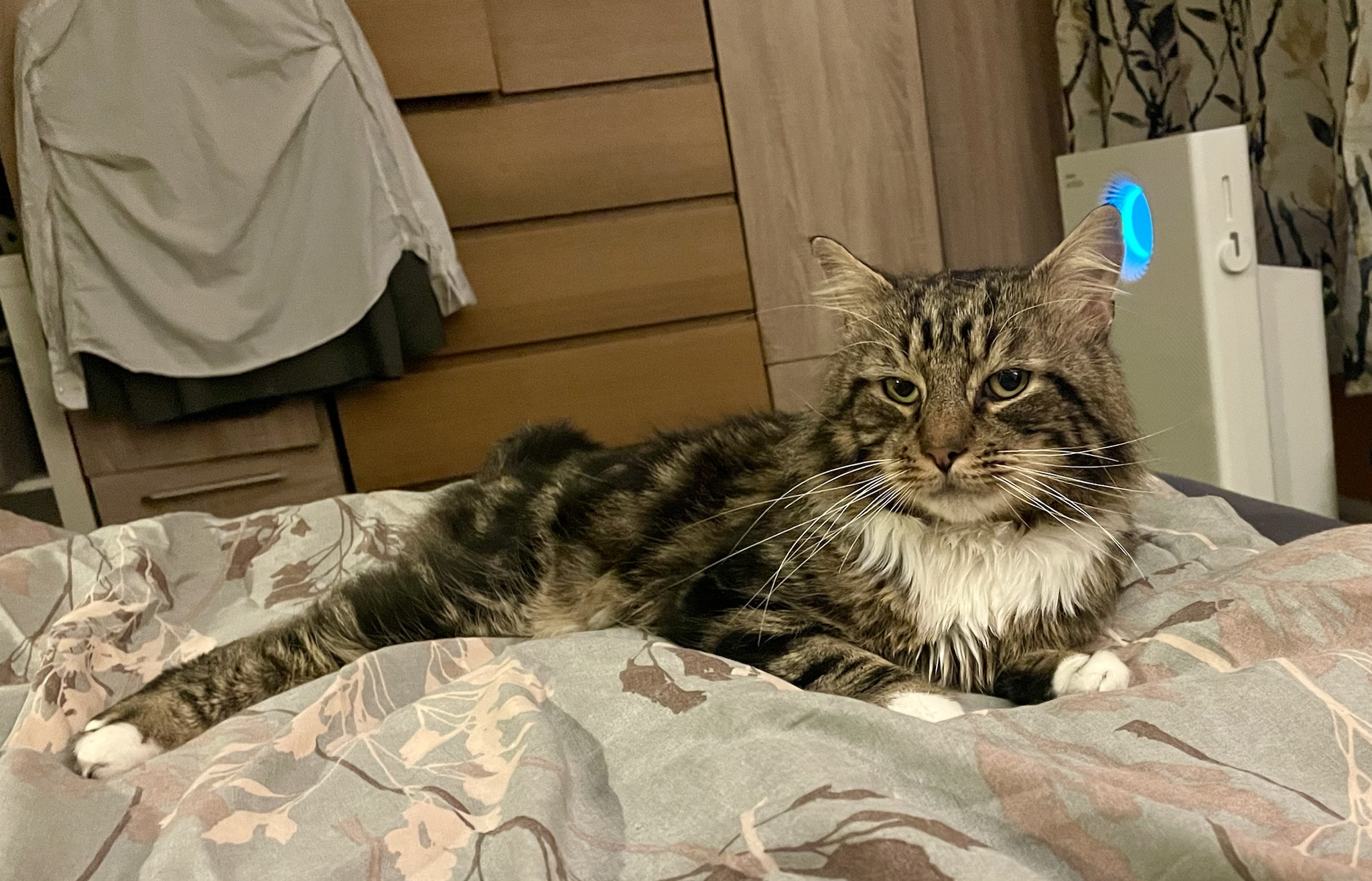 Welcoming a New Year with a New Foster Cat